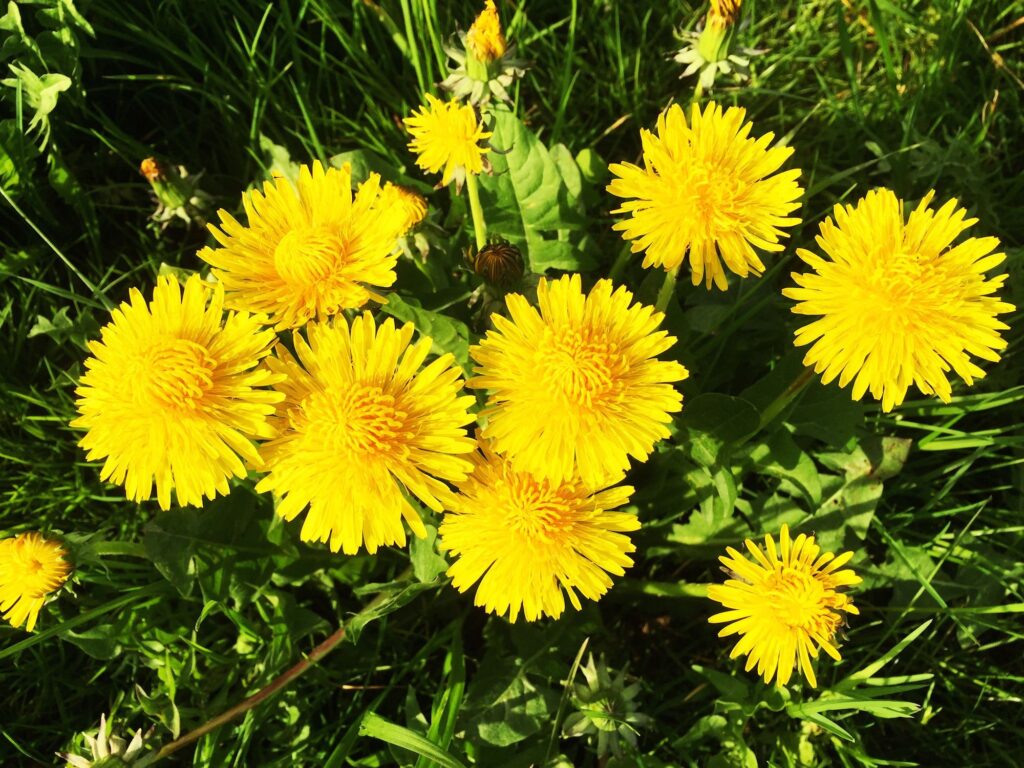 Tarassaco - sport-salute.it